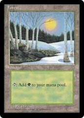 Forest (328)